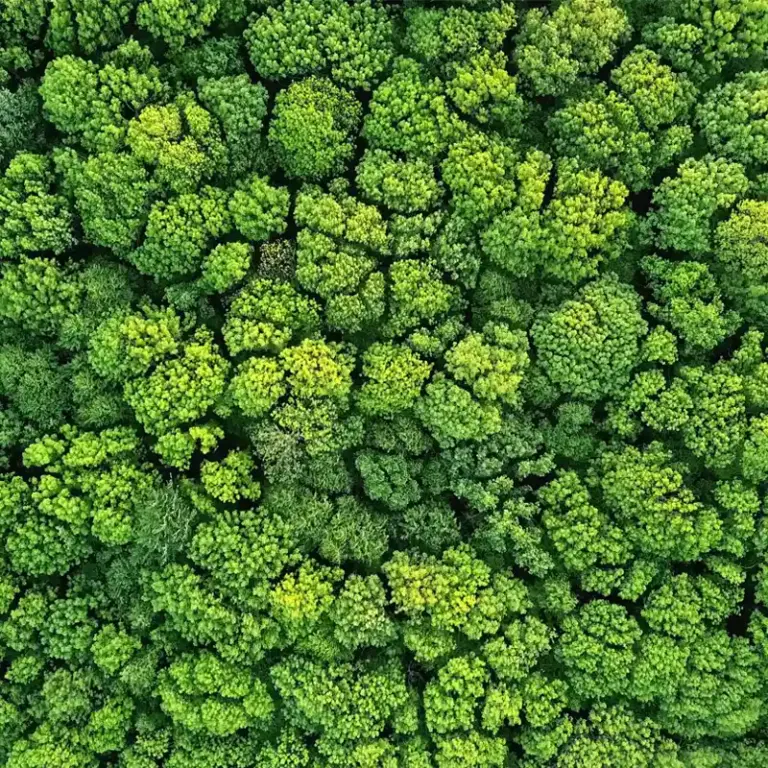 An aerial view of the tops of trees